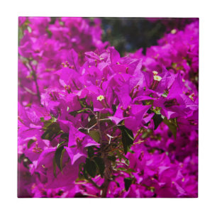 Lila Bougainvillea-Blüten Fliese