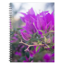 Lila Bougainvillea-Blüten