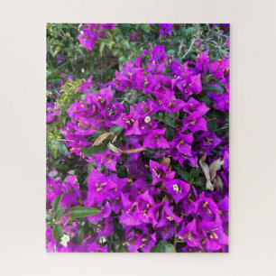 Lila Bougainvillea, Oakland Puzzle