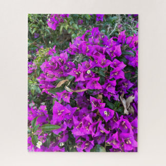 Lila Bougainvillea, Oakland Puzzle