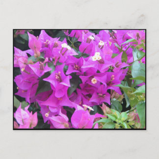 Lila Bougainvillea Postkarte
