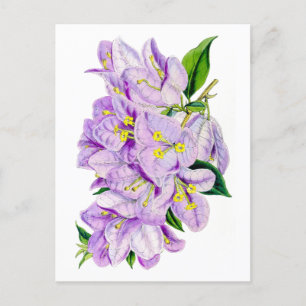 Lila Bougainvillea Vintage-Botanik Postkarte