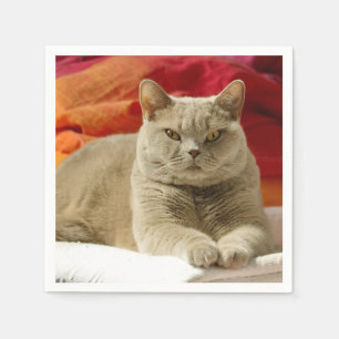 Lila britische shorthair Katze Serviette