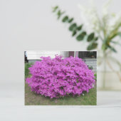 Lila Bush Postkarte (Stehend Vorderseite)