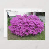 Lila Bush Postkarte (Vorne/Hinten)