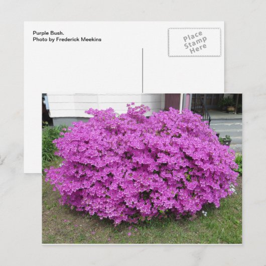Lila Bush Postkarte (Vorne/Hinten)