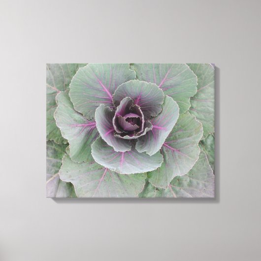 Lila Cabbage Wrapped Canvas Leinwanddruck (Vorderseite)