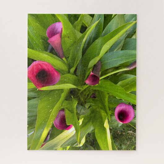 Lila Calla-Lilie, Oakland Puzzle (Vertikal)