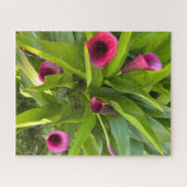 Lila Calla-Lilie, Oakland Puzzle (Horizontal)