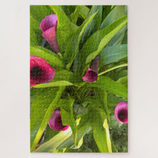 Lila Calla-Lilie, Oakland Puzzle