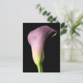 Lila Calla Lily Postkarte (Stehend Vorderseite)