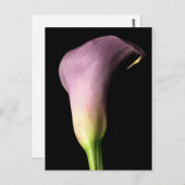 Lila Calla Lily Postkarte (Vorne/Hinten)