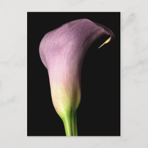 Lila Calla Lily Postkarte
