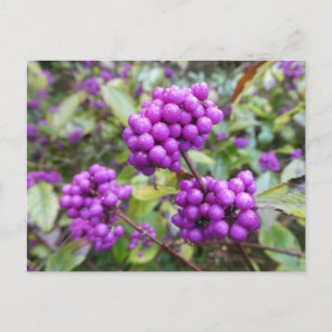 Lila Callicarpa DIY Postkarte