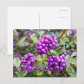Lila Callicarpa DIY Postkarte (Vorne/Hinten)