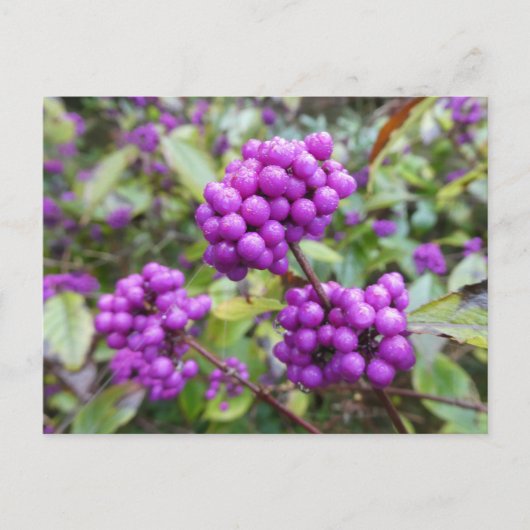 Lila Callicarpa DIY Postkarte (Vorderseite)