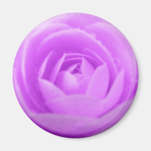 Lila Camellia Magnet (Vorne)