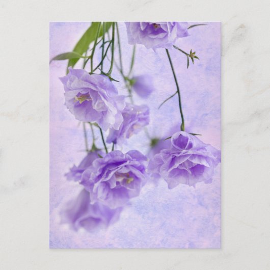 Lila Campanella Blume Makro Postkarte (Vorderseite)