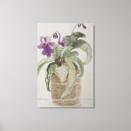 Lila Cape Primrose Wasserfarben Canvas Print Leinwanddruck