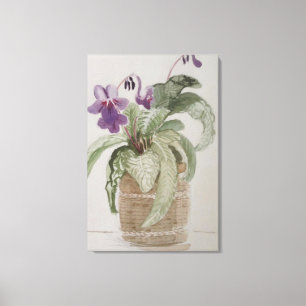 Lila Cape Primrose Wasserfarben Canvas Print Leinwanddruck