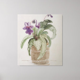 Lila Cape Primrose Wasserfarben Canvas Print Leinwanddruck