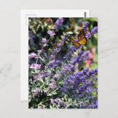 Lila Catmint-Blume mit Butterfly Postkarte (Vorne/Hinten)