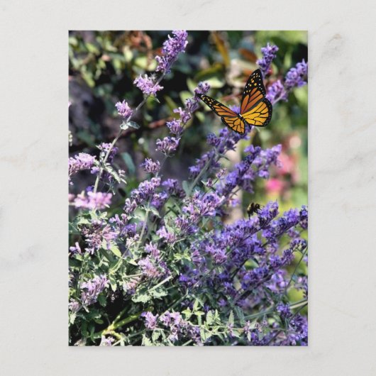 Lila Catmint-Blume mit Butterfly Postkarte (Vorderseite)