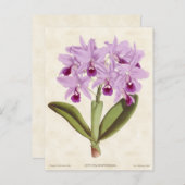 Lila Cattleya Orchid Vintag Botanisch Postkarte (Vorne/Hinten)