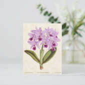 Lila Cattleya Orchid Vintag Botanisch Postkarte (Stehend Vorderseite)