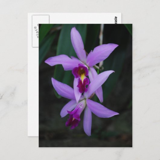 Lila Cattleya-Orchidee Postkarte (Vorne/Hinten)