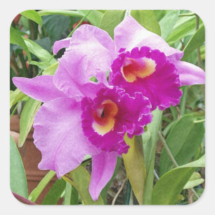 Lila Cattleya-Orchideen-Aufkleber Quadratischer Aufkleber