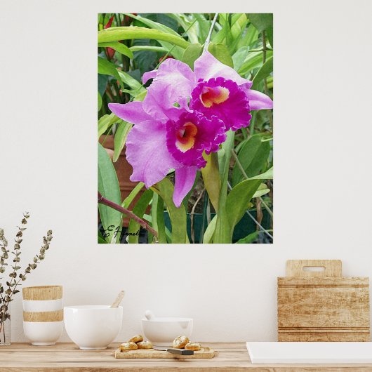 Lila Cattleya Orchids Poster (Küche)
