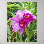 Lila Cattleya Orchids Poster (Vorne)