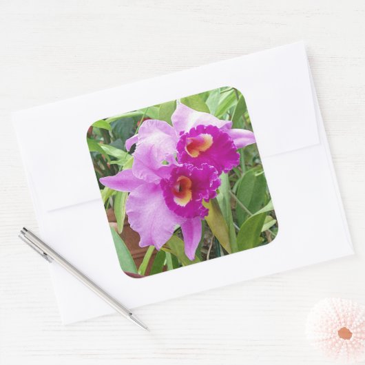 Lila Cattleya Orchids Sticker (Umschlag)