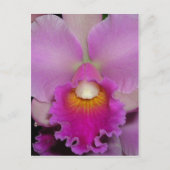 Lila Cattleya Postkarte (Vorderseite)