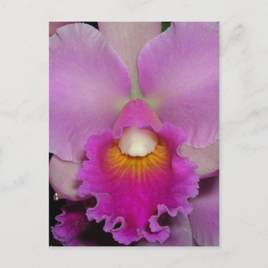 Lila Cattleya Postkarte (Vorderseite)