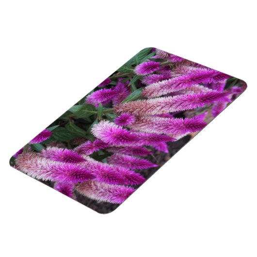 Lila Celosie Magnet (Linke Seite)