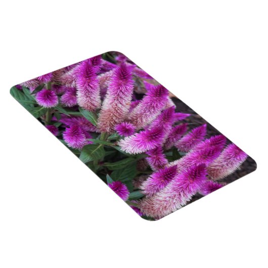 Lila Celosie Magnet (Rechte Seite)