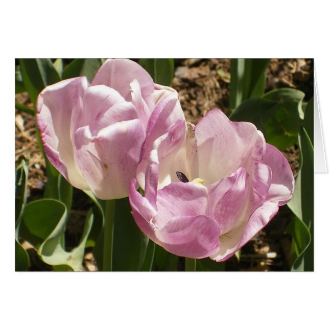 Lila Central- Parktulpen (Vorderseite (Horizontal))