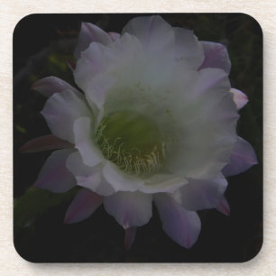 lila Cereus Blume Untersetzer