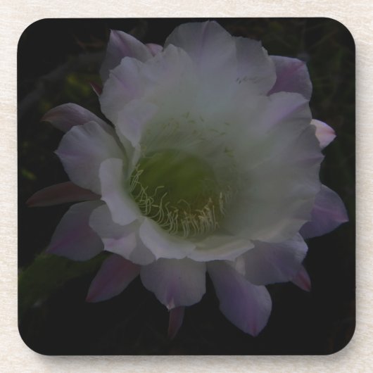 lila Cereus Blume Untersetzer (Vorderseite)