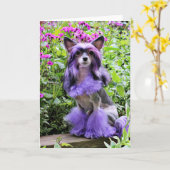 Lila chinesischer Hund mit Haube in den rosa Karte (Gelbe Blume)