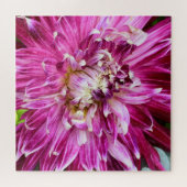 Lila Chrysanthemum - Blume 20x20 Puzzle (Horizontal)