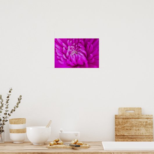 Lila Chrysanthemum Blume Poster (Küche)