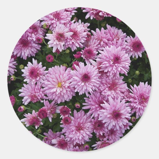 Lila Chrysanthemum X Morifolium Blume Runder Aufkleber (Vorderseite)