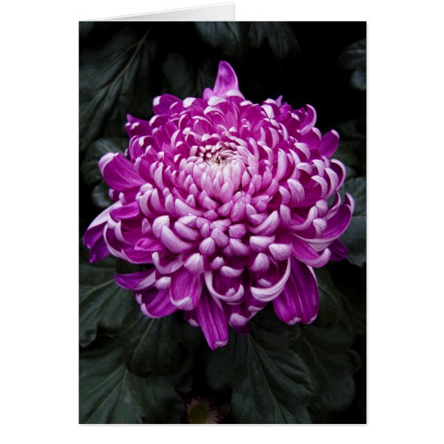 Lila Chrysanthemumkarte (Vorne)