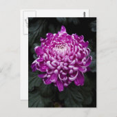 Lila Chrysanthemumpostkarte Postkarte (Vorne/Hinten)