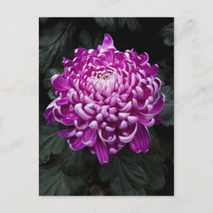 Lila Chrysanthemumpostkarte Postkarte