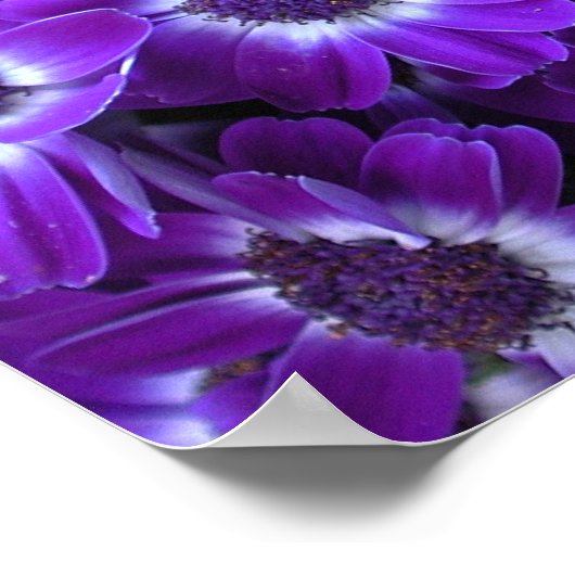 Lila Cineraria Poster (Ecke)