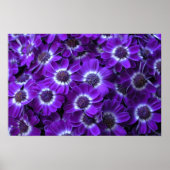 Lila Cineraria Poster (Vorne)